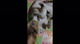 Wholesome moment lactating dog stands in as kitten's mother