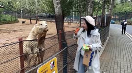 Alpaca spits at Chinese girl as she attempts to feed it a carrot
