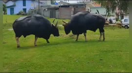Wild Bison locked horns and scared the onlookers in South India
