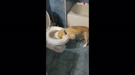 'Mini Golden Retriever caught drinking from the toilet '