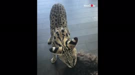 'Famous Cat of the Internet Biting its Owner's Hair'