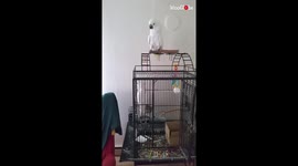 'Woman catching up with talkative pet cockatoos after a busy day'