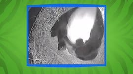 Zookeepers Breathed a Collective Sigh of Relief When This Panda Cub Was Born