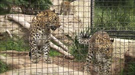 Why This Leopard Species in Jeopardy