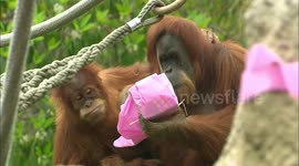 Orangutan who had open-heart surgery celebrates 16th birthday at San Diego Zoo