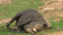 What It’s Like to Work With Rhinos at the San Diego Zoo Safari Park