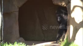 Gorilla Kokomo is Introduced to a New Troop, Conflict Ensues