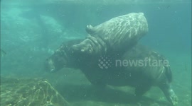 Meet the hippo calf behind viral 'hippo ballet' video at San Diego Zoo