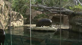 How Does a Mixed Species Zoo Exhibit Work?