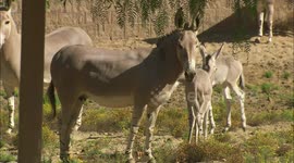 Meet Some Newborn Somali Wild Ass Foals