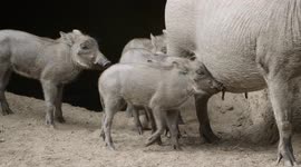 A Fresh Crop of Warthog Piglets Get a Taste of Adventure