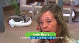 A Zookeeper Gets to Hand-Raise Cheetah Cubs for the First Time in 22 Years