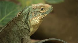 Zookeepers Hatch One of the Most Endangered Lizard Species in the World