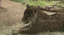 Two Jaguars Are Introduced for Breeding... But It Gets Off to a Rough Start