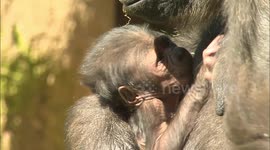 Get a Special Glimpse at a Newborn Baby Gorilla