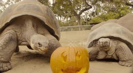 Watch this pair of Galapagos tortoises devour pumpkin ahead of Halloween