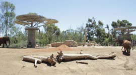Meet the Elephants of San Diego's Elephant Odyssey