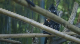 A Bright Orange Baby Langer Gets All the Attention