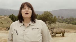 Why the Birth of This Rhino Calf is a Major Event