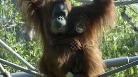 An 8-Month-Old Orangutan Baby Gets Some Pointers From Mom