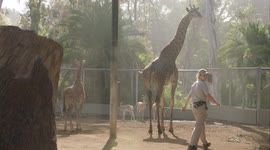 How Zookeepers Train Newborn Giraffes to Step on a Scale