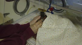 What's It Like to Bottle Feed an 11-Day-Old Ringtail Lemur?