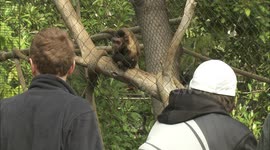 Fifteen Capuchin Monkeys Are a Barrel of Fun to Watch