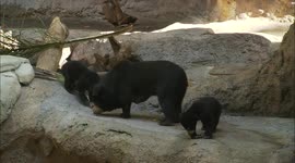 Bornean Sun Bear Cubs Explore a New Exhibit for the First Time