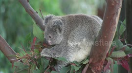 How Zookeepers Pick a Name for Their New Koala Joeys