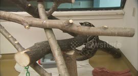 A Pair of Clouded Leopard Brothers Haven't Yet Mastered the Art of Falling