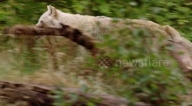 Grey Wolves Have a Female-Dominated Society