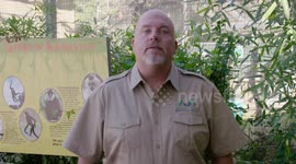 Adapting to a New Life as a One-Armed Gibbon