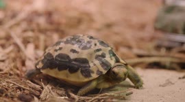 Check out the amazing shells of spider tortoises
