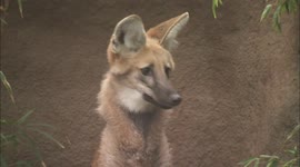 Foxes on Stilts! Maned Wolves Are The New Craze