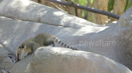 These Adorable Coatis Sniff Out Their New Homes