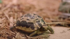 How Spider Tortoises Get Their Name