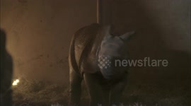 Zookeepers Bottlefeed a Five-Week-Old Greater One Horn Rhino Calf