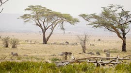 How to Tell Different Giraffe Species Apart