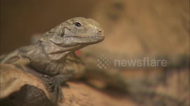 Zookeepers hatch one of the most endangered reptiles in the world