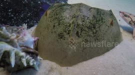 Horseshoe Crabs Are the South Carolina Aquarium’s Most Unique Residents