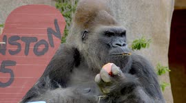 A Momentous Birthday! Winston the Gorilla Turns 45