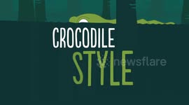 Have You Ever Seen a Crocodile This Tiny?