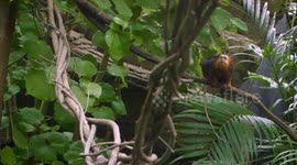 Zoe and Cilantro Are Two Tamarins Who Are About to Make Some Babies