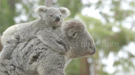 Zookeepers Weigh a Pair of Koala Moms and Their Newborn Baby Joeys