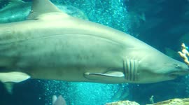 How aquarists feed sharks