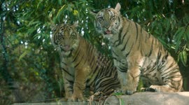 Rambunctious tiger cubs reunite after surgery