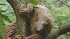 Everything You Ever Wanted to Know About Pangolins
