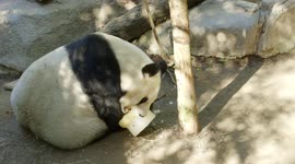 Giant panda bai yun celebrates 24th birthday like a boss