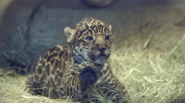 Newborn jaguar acclimates to new surroundings