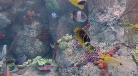 How coral reef fish get their vibrant colors